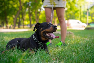 İyi Rottweiler bir çim üzerinde yalan