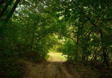 Yeşil ormandaki patika