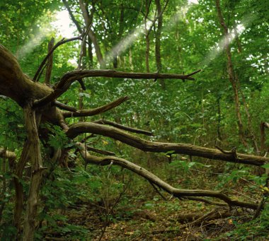 Yeşil ormanda düşmüş