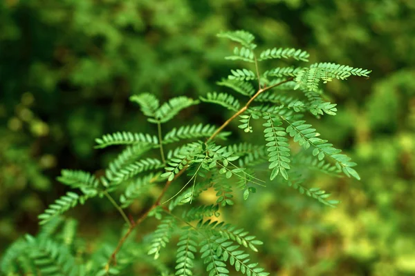 Planta em uma floresta verde — Fotografia de Stock