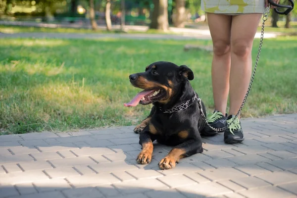 Bom Rottweiler deitado em um gramado — Fotografia de Stock