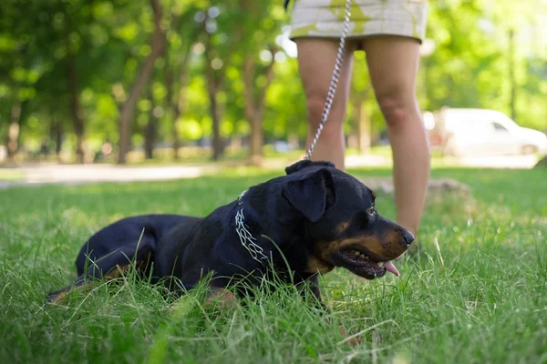 Una mujer camina en el parque Rottweiler — Foto de Stock