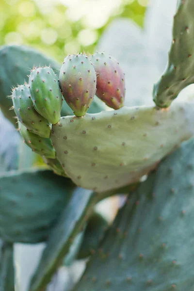 Cactus Opuntia Vert Aux Figues Plante Cactus Aux Savoureux Fruits — Photo