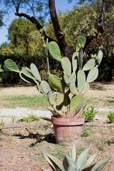 Green Opuntia Cactus Figs Cactus Plant Clay Flower Pot Garden — Stock Photo, Image