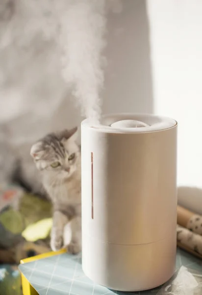 Vit Ultraljudsfuktare Ljusrummet Grå Katt Sitter Nära Fuktaren Och Sniffar — Stockfoto