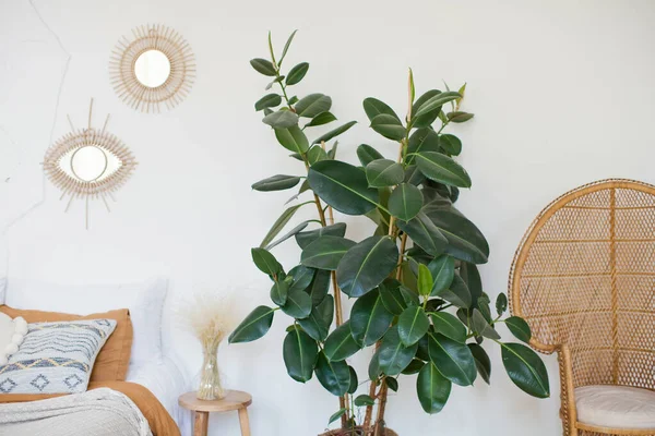 Boheemse Stijl Moderne Kamer Rotan Pauw Stoel Grote Groene Ficus — Stockfoto