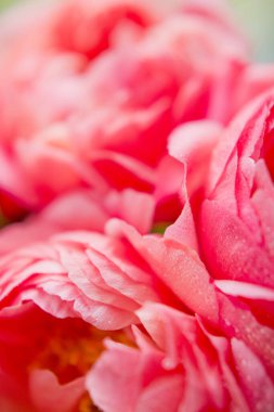 Mercan şakayıklarını çiğ damlalarıyla, mercan şakayıklarını sepetle. Canlı renkli buket şakayıklar.