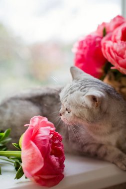 Gri kedi sepetin içinde mercan şakayıkları buketinin yanındaki pencere pervazında yatıyor.