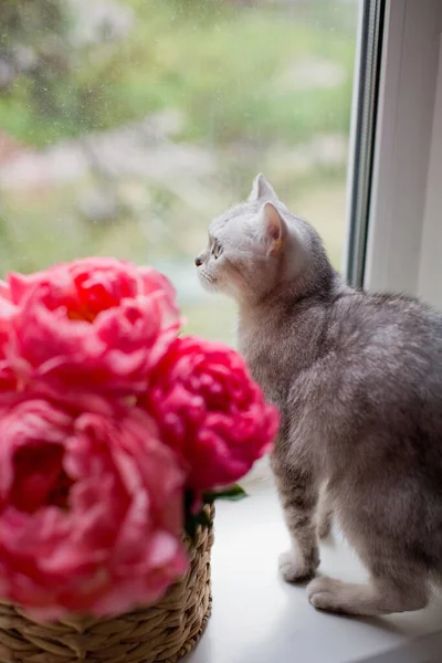 Grijze Kat Liggend Een Vensterbank Nabij Boeket Van Koraal Pioenrozen — Stockfoto