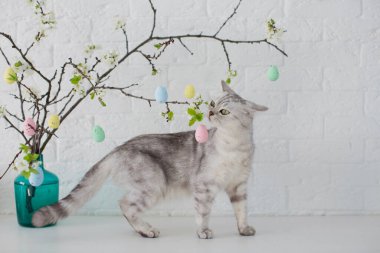 Gri kedi küçük Paskalya yumurtalarıyla oynuyor. Beyaz arka planda renkli yumurtaları olan mavi vazodaki Paskalya ağacı