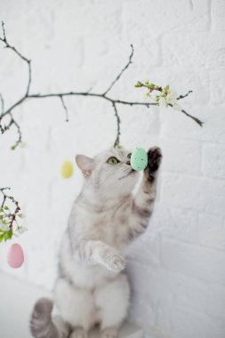Gri kedi küçük Paskalya yumurtalarıyla oynuyor. Beyaz arka planda renkli yumurtaları olan mavi vazodaki Paskalya ağacı