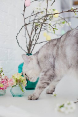 Gri kedi küçük Paskalya yumurtalarıyla oynuyor. Beyaz arka planda renkli yumurtaları olan mavi vazodaki Paskalya ağacı