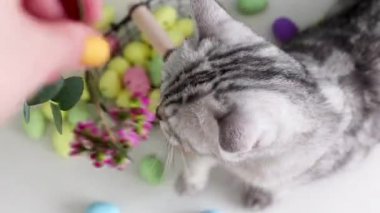 Şirin gri kedi ve metal sepette renkli Paskalya yumurtaları, sarı sulama kutusunda güzel çiçekler.