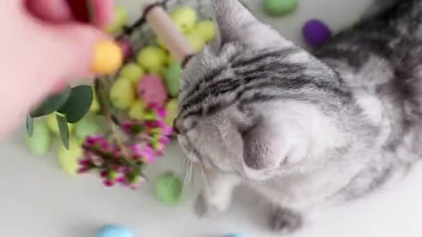 Gato Cinzento Bonito Ovos Páscoa Coloridos Cesta Metal Belas Flores — Vídeo de Stock