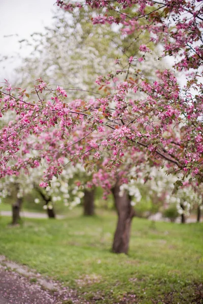 Розовое Цветущее Сакура Дерево Парке Весенний Парк Красивыми Деревьями Розовыми — стоковое фото