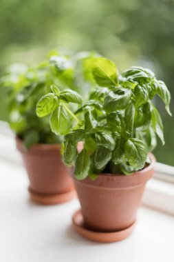 Taze fesleğen, beyaz bir pencere eşiğinde kahverengi kil kapta.