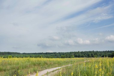 Sarı tarlada toprak yol ve beyaz bulutlu mavi gökyüzü. Kırsal alan, kırsal alan, güzel arazi yolu.