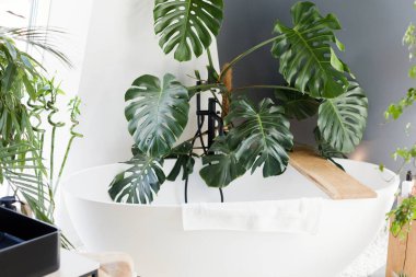 Küvetli beyaz banyo, yeşil bitkiler, ahşap ve hasır boho ayrıntıları.