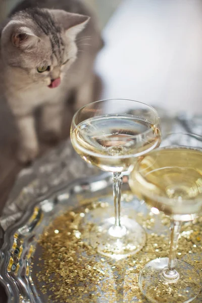 Glass Champagne Golden Stars Confetti Silver Tray Grey Cat Glass — Stock Photo, Image