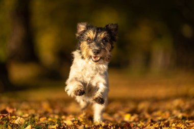 Safkan Jack Russell Terrier. Küçük şirin köpek sonbahar yapraklarının arasında ormanda koşuyor. 