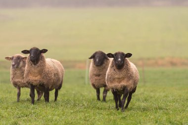 Bir grup koyun otlakta yan yana durur ve kameraya bakarlar.