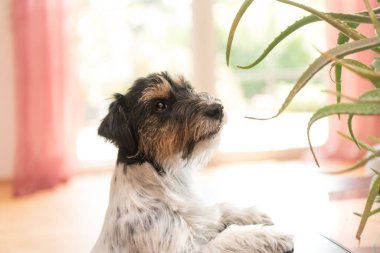 Cut Dog bir dairede oturuyor ve bir aloe vera bitkisine bakıyor. Safkan Jack Russell Terrier 3 yaşında.