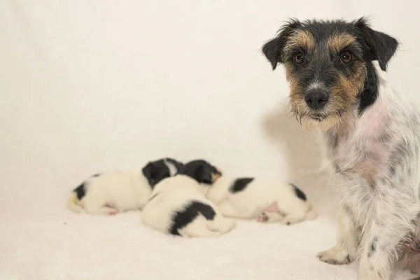 Pups Weeks Old Purebred Newborn Very Small Jack Tiny Russell — Zdjęcie stockowe