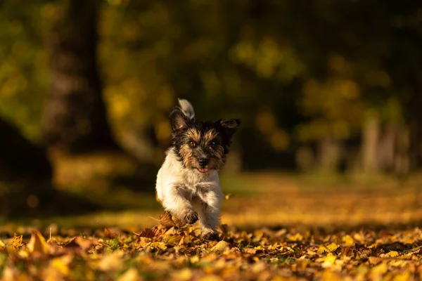 Czysty Jack Russell Terrier Mały Uroczy Pies Biegnie Lesie Ścieżce — Zdjęcie stockowe