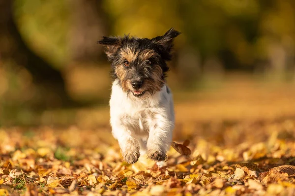 Jack Russell Terrier Razza Pura Piccolo Cane Carino Sta Correndo — Foto Stock