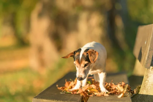 Jaar Oud Jack Russell Terries Hond Staat Herfst Een Bankje — Stockfoto