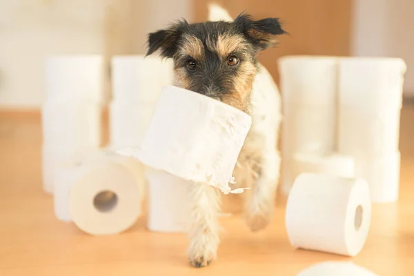 Söt Liten Jack Russell Terrier Hund Upptagen Med Toalettpapper — Stockfoto