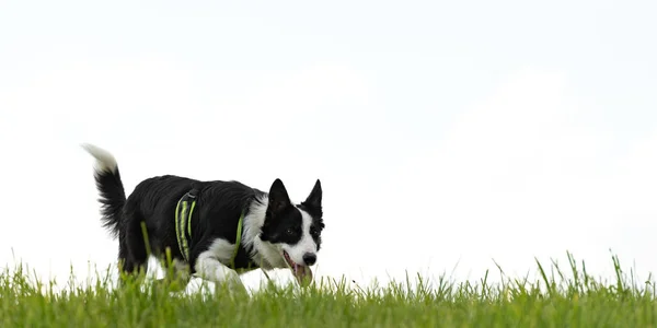 Güzel Border Collie Dışarıda Yeşil Bir Çayırda Beyaz Gökyüzünün Önünde — Stok fotoğraf