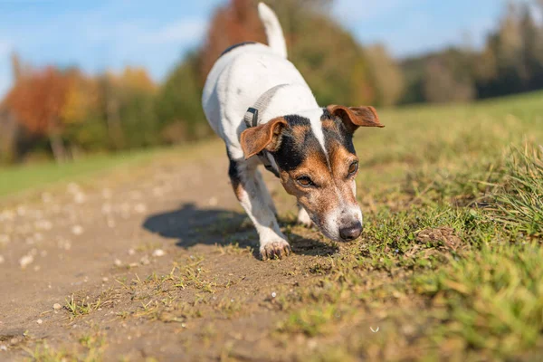 Pura Raza Jack Russell Terrier Hound Pequeño Perro Lindo Está —  Fotos de Stock