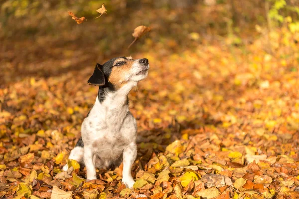 Cane Nella Foresta Autunnale Jack Russell Terrier — Foto Stock