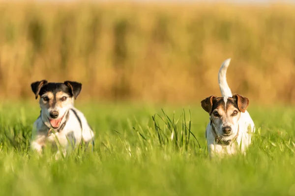 Dois Cães Pequenos Estão Correndo Através Prado Outono Temporada Luz — Fotografia de Stock
