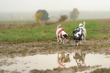13 ve 10 yaşındaki iki küçük Jack Russell Terrier köpeği su birikintisine yansıyor. Tazılar çimenlerin üzerinde homurdanıyor.