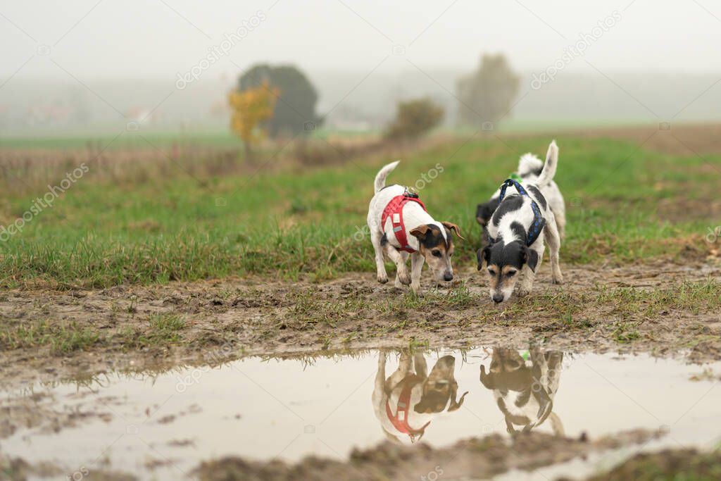 Two cute small Jack Russell Terrier dogs 13 and 10 years old are reflected in a puddle of water. The Hounds snuffle on the grass floor