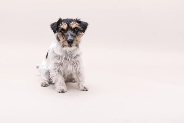 Liten Tricolor Hund Sitter Framför Vit Bakgrund Jack Russell Terrier — Stockfoto