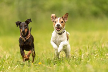 Parson Russell Terrier ve siyah Manchester Terrier Dog. İki küçük güzel dost köpek birlikte yeşil bir çayırda koşuyorlar.