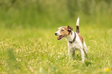 Sevgili Parson Russell Terrier köpeği yeşil arka planda yeşil bir çayırda duruyor. 