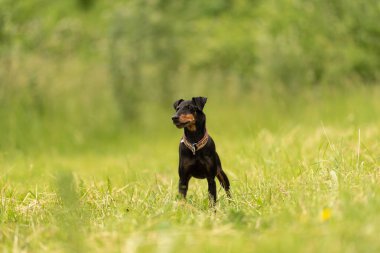 Güzel Manchester Terrier köpeği yeşil arka planda yeşil bir çayırda duruyor ve kameraya bakıyor.