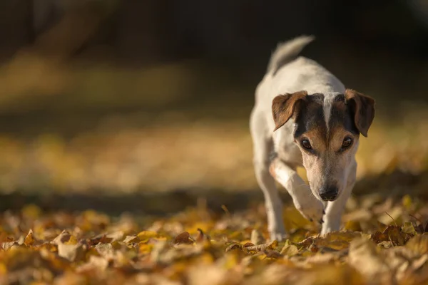 Uroczy Mały Starszy Jack Russell Terrier Lat — Zdjęcie stockowe