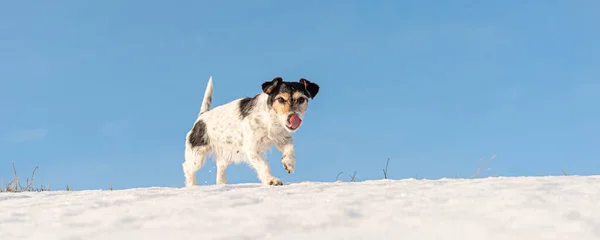 Jack Russell Teriér Pes Běží Zimě Přes Zasněženou Louku Před — Stock fotografie