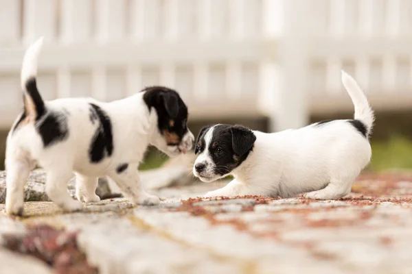 Puppy Weken Oud Die Samen Spelen Groep Rasechte Kleine Jack — Stockfoto