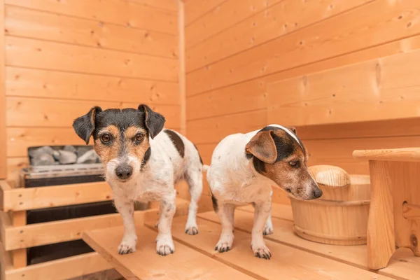 Μια Ομάδα Χαριτωμένων Μικρών Jack Russell Terrier Σκυλιά Στην Ξύλινη — Φωτογραφία Αρχείου