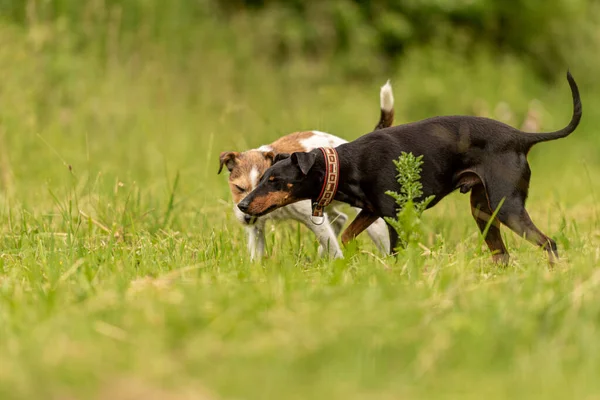 아름다운 초원에 아름다운 친구들 테리어 맨체스터 테리어 강아지는 배경에 조화를 — 스톡 사진