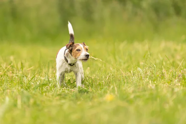 Adorável Parson Russell Terrier Cão Fica Prado Verde Frente Fundo — Fotografia de Stock