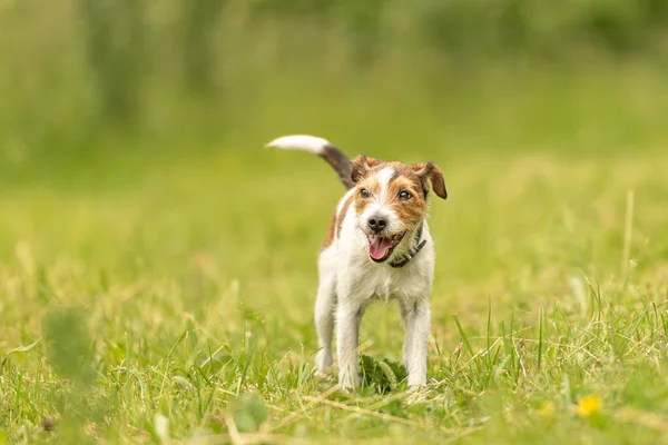 Lovely Parson Russell Terrier Dog Stands Green Meadow Front Green — Stock Photo, Image