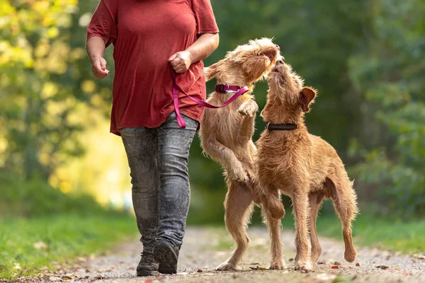 Jovens Velhos Magyar Vizsla Manipulador Cães Fêmea Está Andando Com — Fotografia de Stock