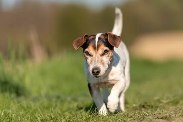 Retrato Lindo Perro Jack Russell Terrier Años Aire Libre Naturaleza —  Fotos de Stock